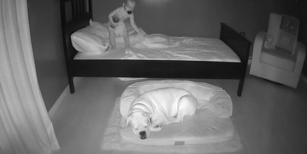 Adorable Toddler Caught On Camera Sneaking Out Of Bed To Cuddle Up To ...