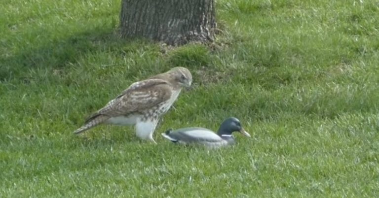 duck hawk sounds duck hawk sounds