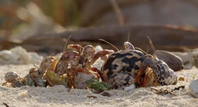 Hermit Crabs Line Up To Swap Shells With Other Crabs – Inner Strength Zone