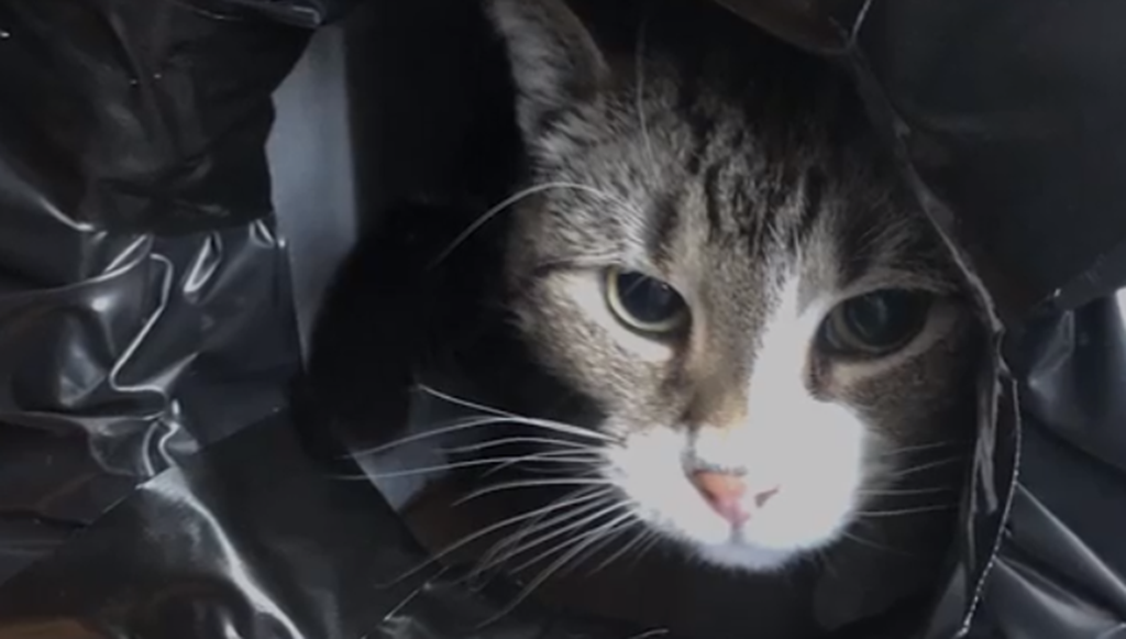 Mom and Son Team Build Cozy Shelters for Stray Cats Using Styrofoam