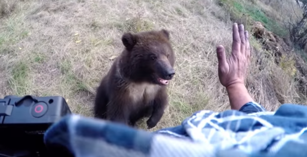 Meet the Little Grizzly Bear Cub Who Likes Having Her Feet Tickled ...