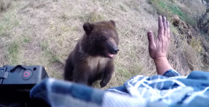 Meet the Little Grizzly Bear Cub Who Likes Having Her Feet Tickled – Inner Strength Zone