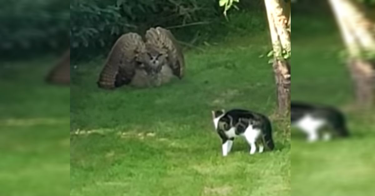 Cuanto tarda un gato en olvidar a su dueño