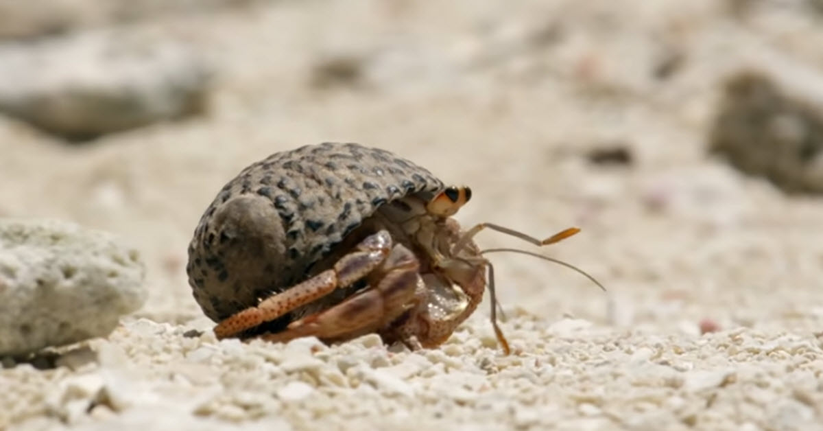 Hermit Crabs Line Up To Swap Shells With Other Crabs – Inner Strength Zone