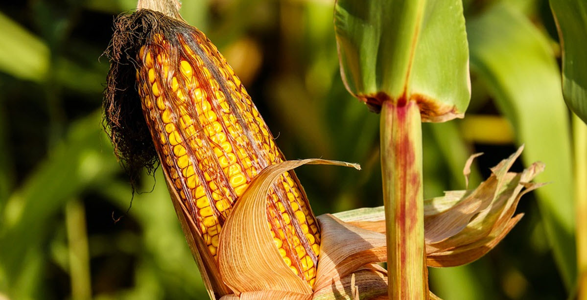 Mexico Officially Declares Ban on Monsanto’s Roundup Ingredient and GMO Corn Inner Strength Zone