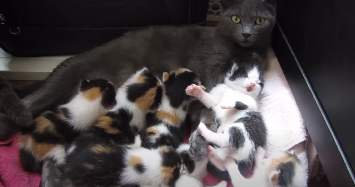 Rescued Mama Cat Gives Birth to a Litter of 8 Kittens With Unreal Fur