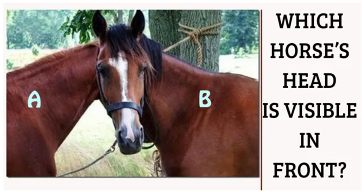 Two Horses, One Head? Can You Solve This Tricky Optical Illusion