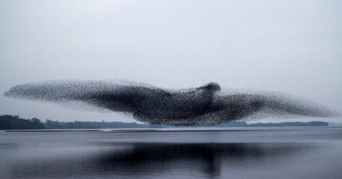 A Starling Murmation Forms A Beautiful Bird Shape At ...
