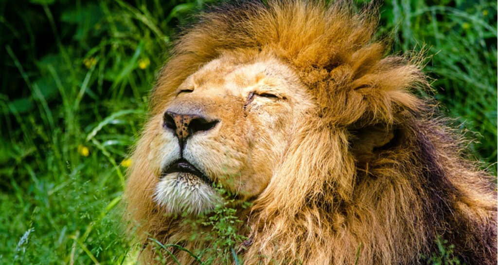 A Lion Is Determined to Prove He’s the Most Powerful Animal Inner